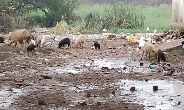 Pudupattinam and Nanchikot Panchayat areas are plagued by Pigs Everywhere in Thanjavur News