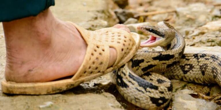 A Straightforward Natural Treatment for all Insect and other Venomous Animal Bites!